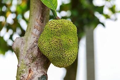 RTX 50系列GPU放弃对32位老游戏的PhysX支持